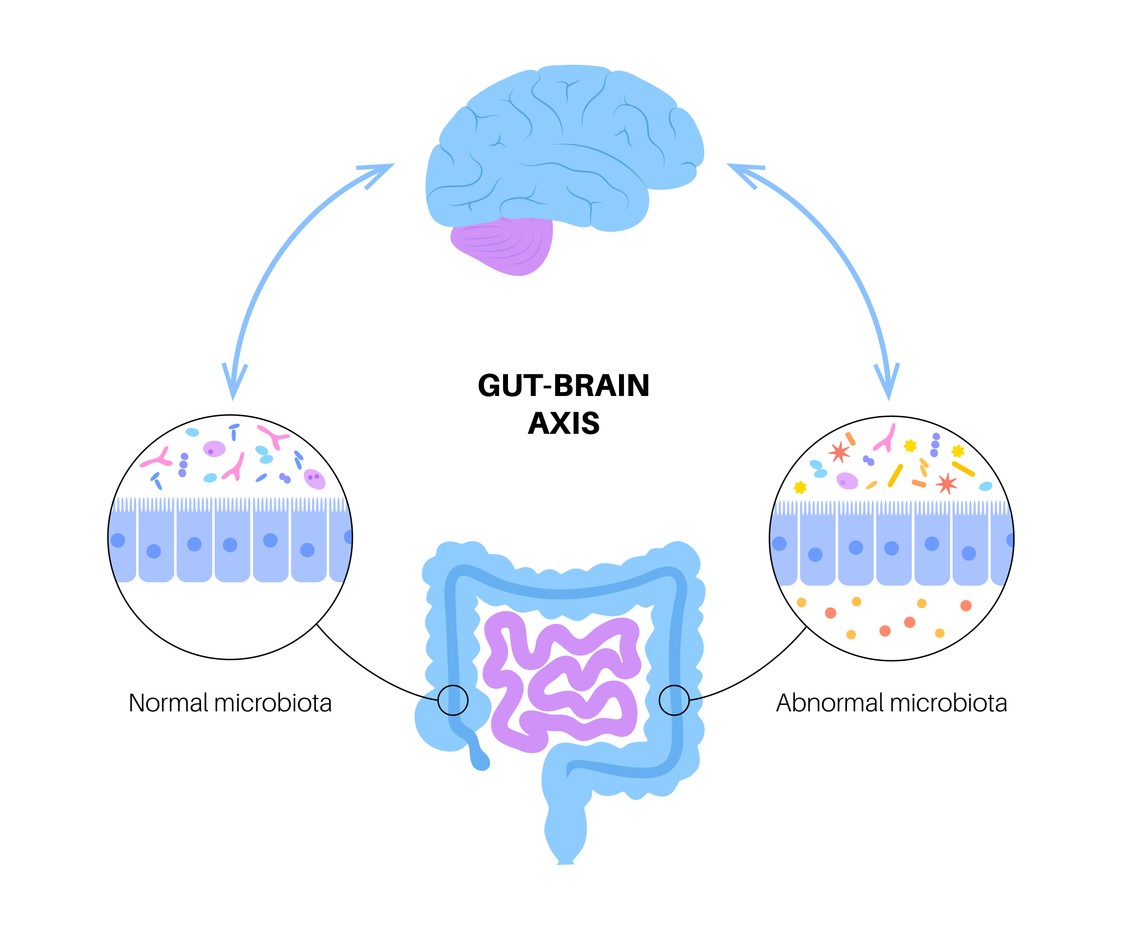 Gut Brain Connection